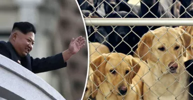Tragis! Anjing Korea Utara Diburu untuk Santapan di Restoran