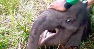 Miris, Nih Penampakan Anak Gajah Terluka Parah Terjerat Nilon