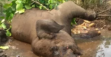 Mengenaskan, Gajah Sumatera “Dita” Ditemukan Mati di Kubangan