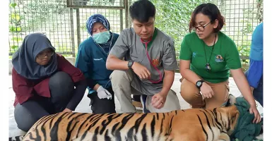 Harimau Sumatra Bonita Dilepasliarkan dan Dipasang GPS 