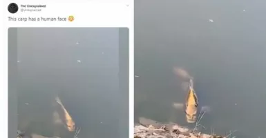 OMG! Wajah Ikan Ini Mirip Manusia 