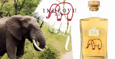 Ekstrem Banget, Bahan Baku Minuman Ini Kotoran Gajah
