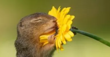 Awww, Foto-foto Tupai yang Sedang Cium Bunga ini Cute Banget!