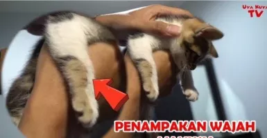 Mertua Raffi Ahmad Miliki Kucing Langka, Harganya Bikin Melongo