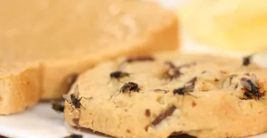 Makanan Dihinggapi Lalat, Apakah Masih Layak untuk Dikonsumsi?