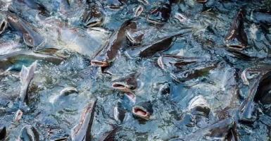 Banjir Cuan, Simak 5 Kiat Sukses Jadi Peternak Ikan Lele