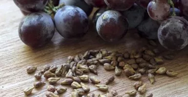 Dahsyat! Biji Anggur Berkhasiat Tangkal Kanker hingga Hipertensi