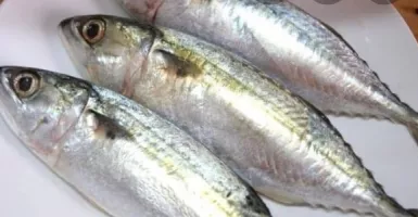 Murah Meriah, Ikan Kembung Berikan Manfaat Dahsyat Bagi Kesehatan