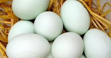 Konsumsi Telur Bebek Setiap Hari Khasiatnya Menakjubkan