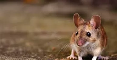Jangan Dibunuh, Usir Tikus Curut dari Rumah dengan Bumbu Dapur