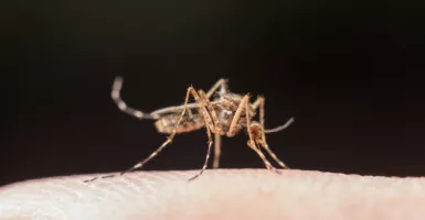 3 Hal Wajib Dilakukan untuk Cegah Sarang Nyamuk Berkembang Biak
