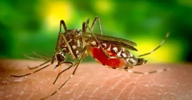Terbang di Dekat Telinga, Nyamuk Ternyata Suka Suhu Panas