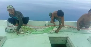 Viral Ikan Oarfish Muncul di Sulawesi, Pertanda Gempa dan Tsunami