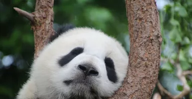 Panda di Kebun Binatang Moskow Rindu Keramaian Pengunjung