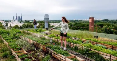 Urban Farming, Solusi Warga Perkotaan Bercocok Tanam Kala Pandemi