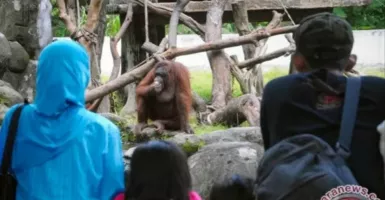Dongkrak Kunjungan, GL Zoo Datangkan Singa Afrika dan Meerkat