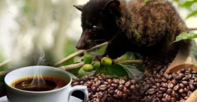 Jarang Diketahui, Kopi Luwak Ampuh Obati Penyakit Mematikan