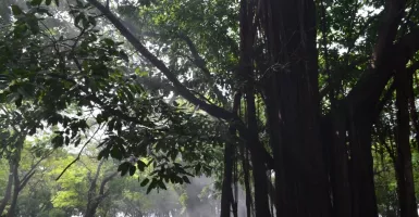Cerita Horor: Sosok Wanita Pucat Sambut Kami di Pohon Keramat