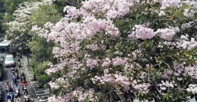Siapa yang Setuju Jalan Cikini Ditanam Pohon Mirip Bunga Sakura?