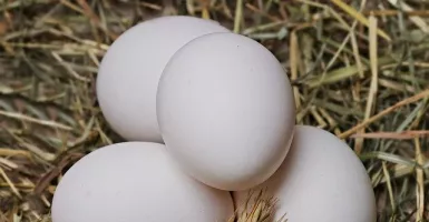 Rutin Makan Telur Ayam Kampung Ternyata Khasiatnya Sangat Dahsyat