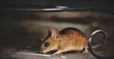 4 Cara Mudah Mengusir Tikus dari Plafon Rumah