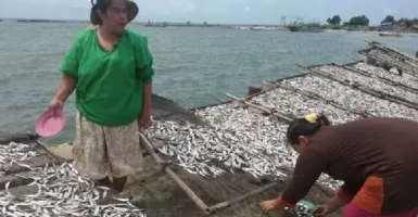 Melupakan Bencana Tsunami 2018, Nelayan Pandeglang Panen Ikan
