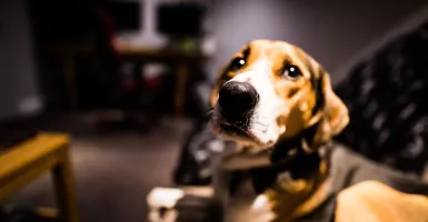Hasil Penelitian Terbaru, Anjing Bisa Cium Bau COVID-19