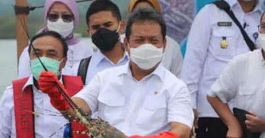 Belajar dari Kasus Edhy Prabowo, Benih Lobster Tak Akan Diekspor