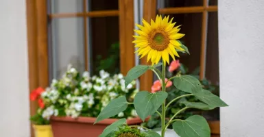 4 Tips Sederhana Merawat Bunga Matahari agar Tidak Mudah Layu
