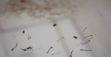 4 Hal Wajib Dilakukan untuk Cegah Sarang Nyamuk Berkembang Biak
