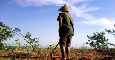Petani di Jawa Tengah Gagal Panen Gegara Pupuk Subsidi Langka