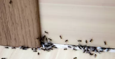 3 Cara Membasmi Sarang Semut di Rumah yang Dijamin Ampuh