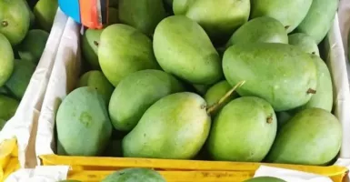 Enak dan Segar, Ini Dia Manfaat Buah Mangga untuk Kesehatan