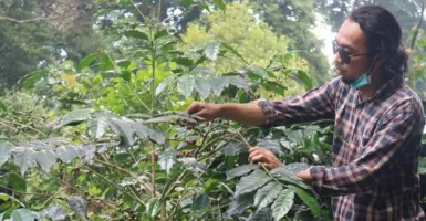 Kabupaten Bogor Produksi 4.004 Ton Kopi Robusta dalam Setahun