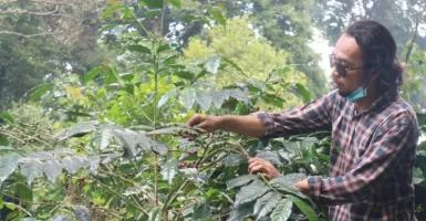 Jumlah Produksi Kopi Robusta di Kabupaten Bogor Nomor 1 di Jabar