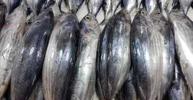 Ikan Cakalang, Manfaatnya Tidak Kalah dengan Ikan Tuna