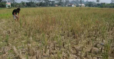 100 Hektare Sawah Kering karena Pembangkit Listrik di Ciherang