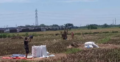 540 Ton Setara Beras Petani Saat Panen Raya diserap Bulog Cirebon