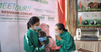 Lucu dan Imut, Taman Safari Bogor Perkenalkan Beruang Baru Lahir