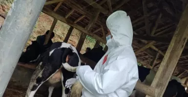 Kabupaten Garut Mulai Berikan Vaksin PMK untuk Hewan Ternak