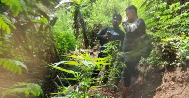 Cara Polisi Antisipasi Ladang Ganja di Gunung Karuhun Cianjur