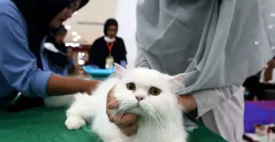TNI Sangat Serius Usut Kasus Penembakan Kucing di Sesko Bandung
