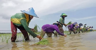 Ratusan Lahan Sawah di Kabupaten Cirebon Kebanjiran, Pemkab Sebut Masih Selamat
