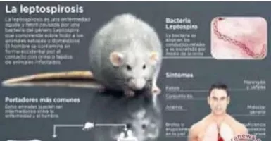Warga Jabar Waspada, Infeksi Kencing Tikus Berbahaya