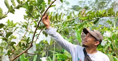 Creative Farm Batang, Tawarkan Sensasi Wisata Sambil Berkebun