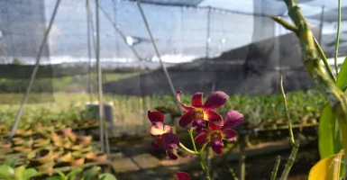 Wisata Penggarit Orchids di Pemalang Manjakan Pecinta Anggrek