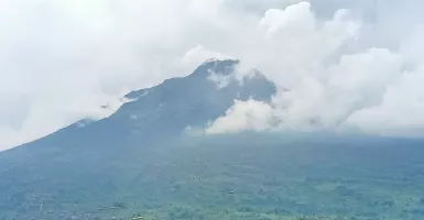 Waduh! 50 Hektare Taman Nasional Gunung Merapi Rusak