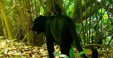 BKSDA Kaji Jejak Satwa Diduga Macan di Banyumas, Begini Hasilnya