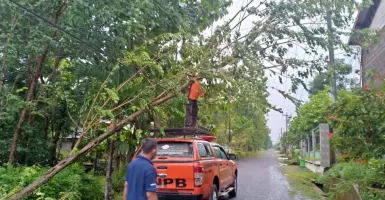 Angin Kencang di Wonogiri, Sejumlah Pohon Tumbang dan Rumah Rusak