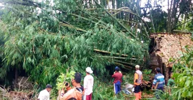 Angin Kencang di Magelang: Sejumlah Pohon Tumbang, 5 Rumah Rusak